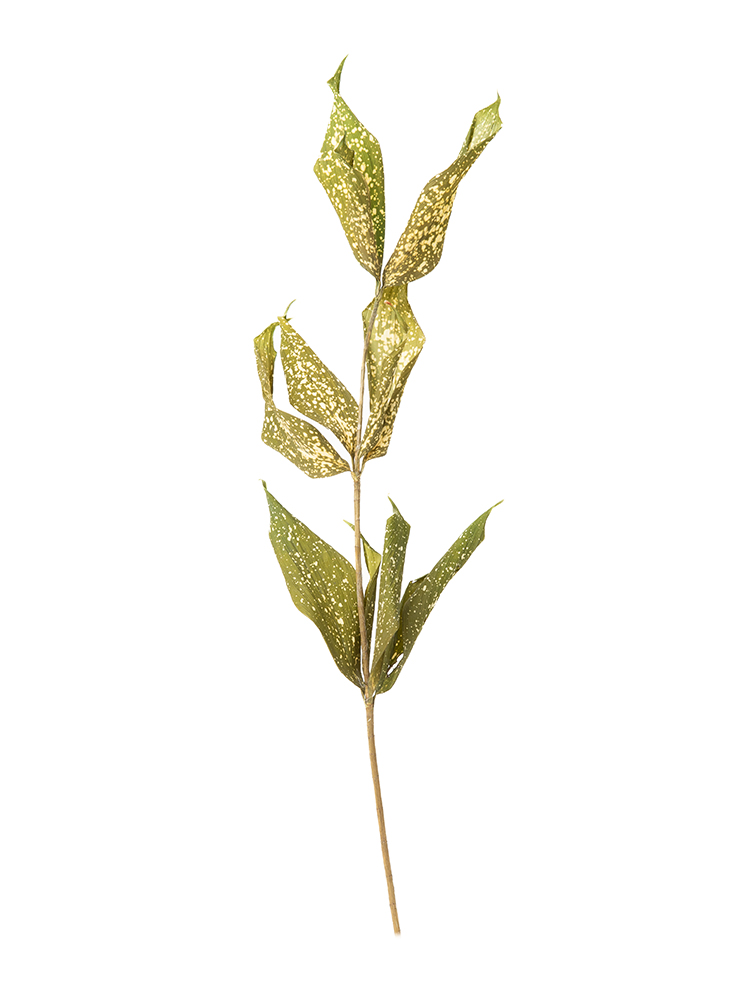 【ドライ】ドラセナ　ゴッドセフィアナ1本