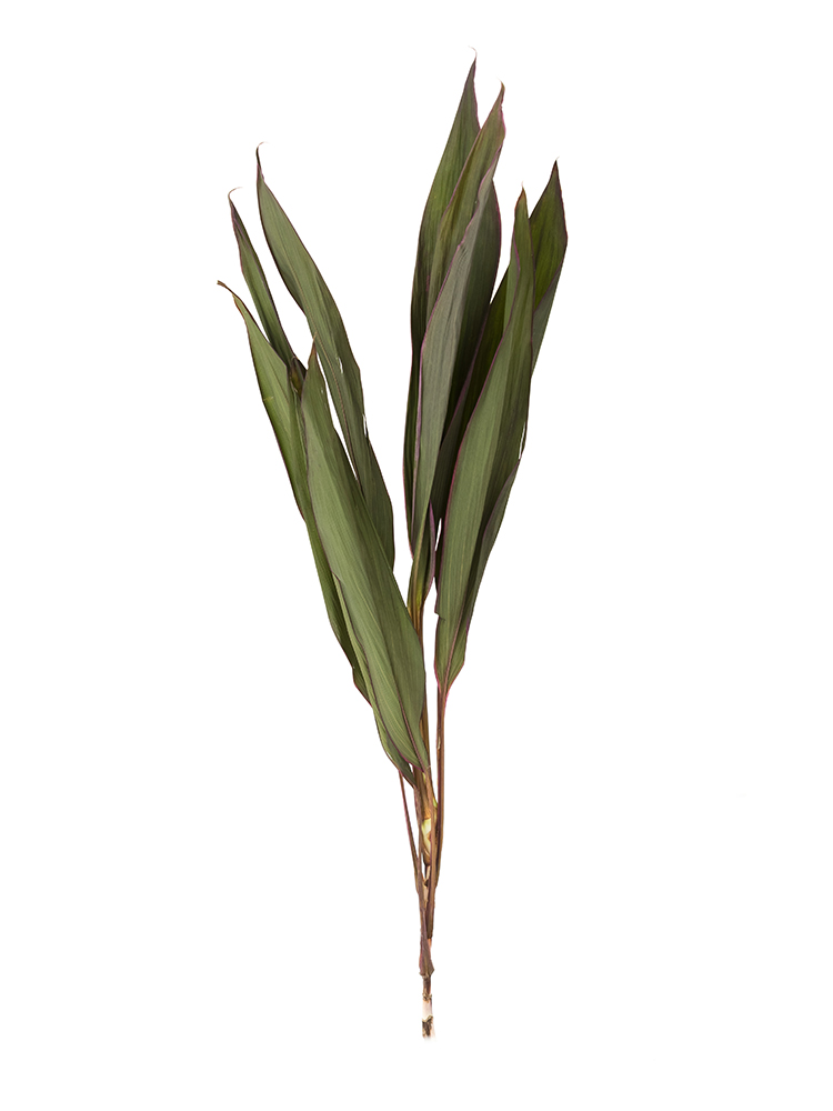 【ドライ】ドラセナ コーディラインレッド1本