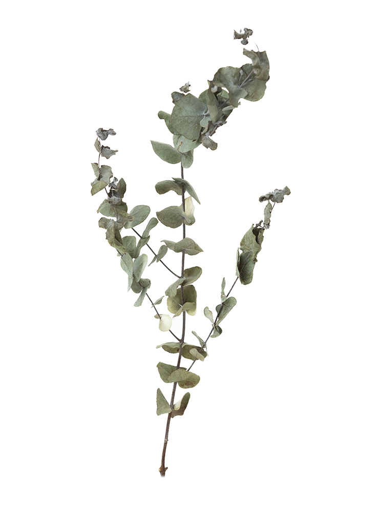 【ドライ】ユーカリ 丸葉ユーカリ1本