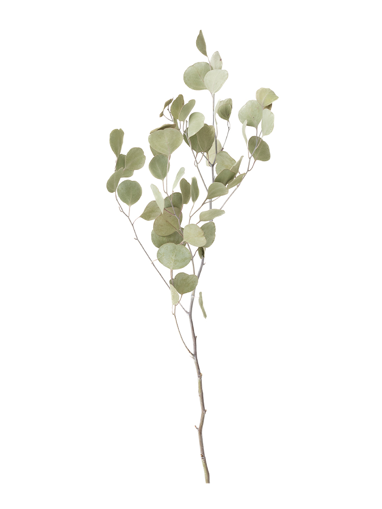 【ドライ】ユーカリ ポポラス1本