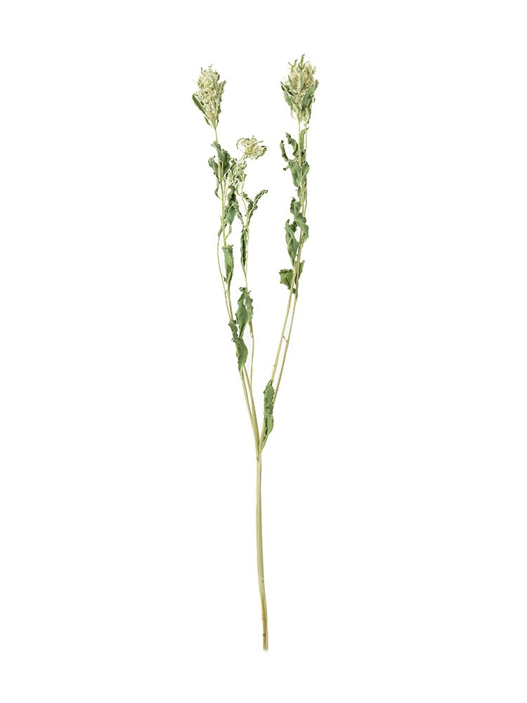 【ドライ】ユーフォルビア 初雪草1本