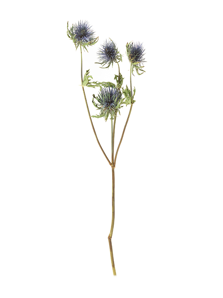 【ドライ】エリンジューム　マグネータ1本