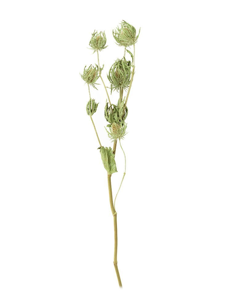 【ドライ】エリンジューム　シリウスクエスター1本