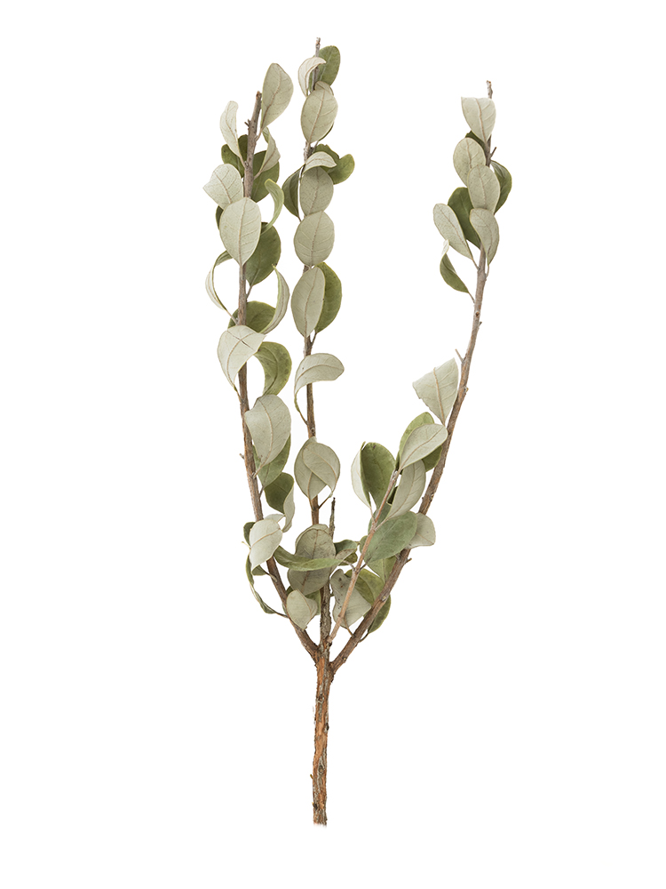 【ドライ】フェイジョア　品種おまかせ(緑)1本