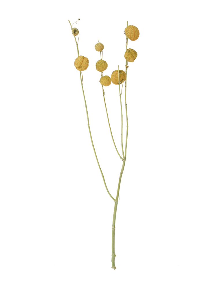 【ドライ】フウセントウワタ1本