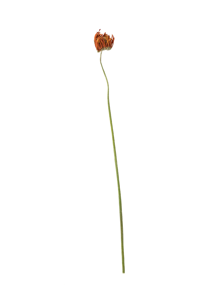 ドライ】ガーベラ(オレンジ) 品種おまかせ【60cm】｜Flower