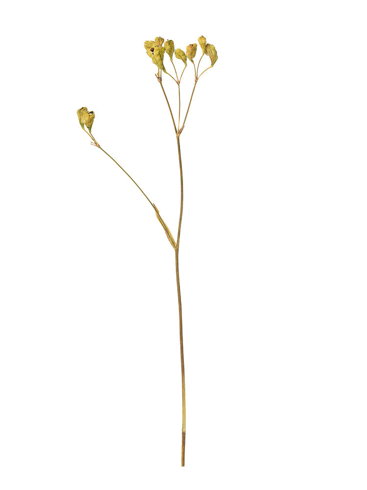 【ドライ】ヒオウギ(緑)　品種おまかせ1本