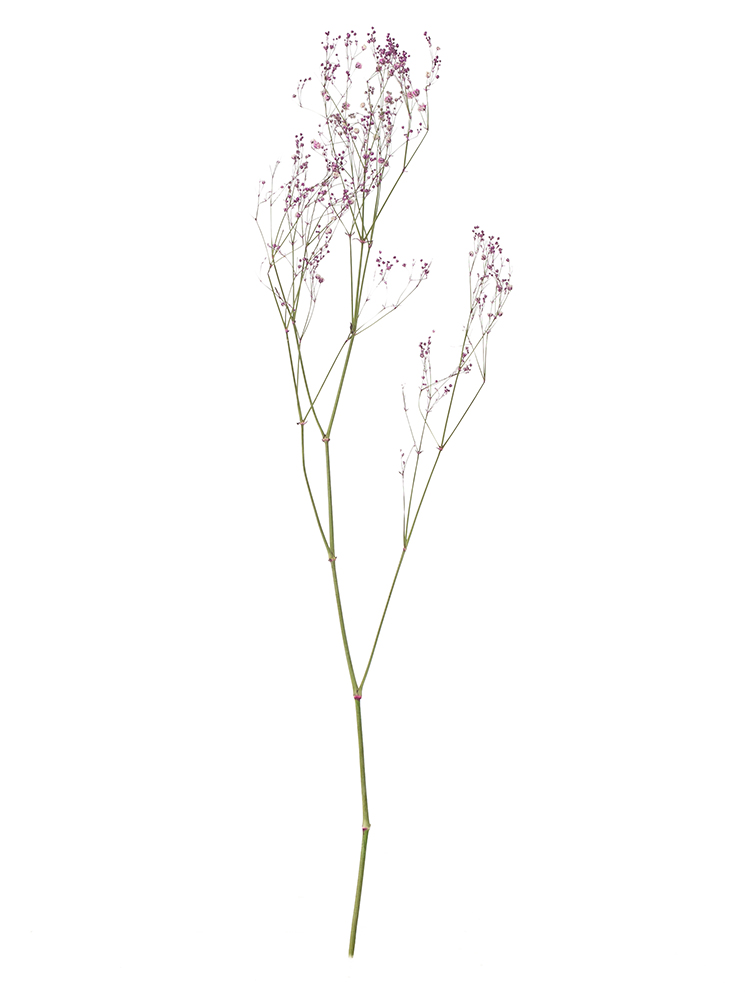 【ドライ】カスミソウ(染め)ピンク　品種おまかせ1本