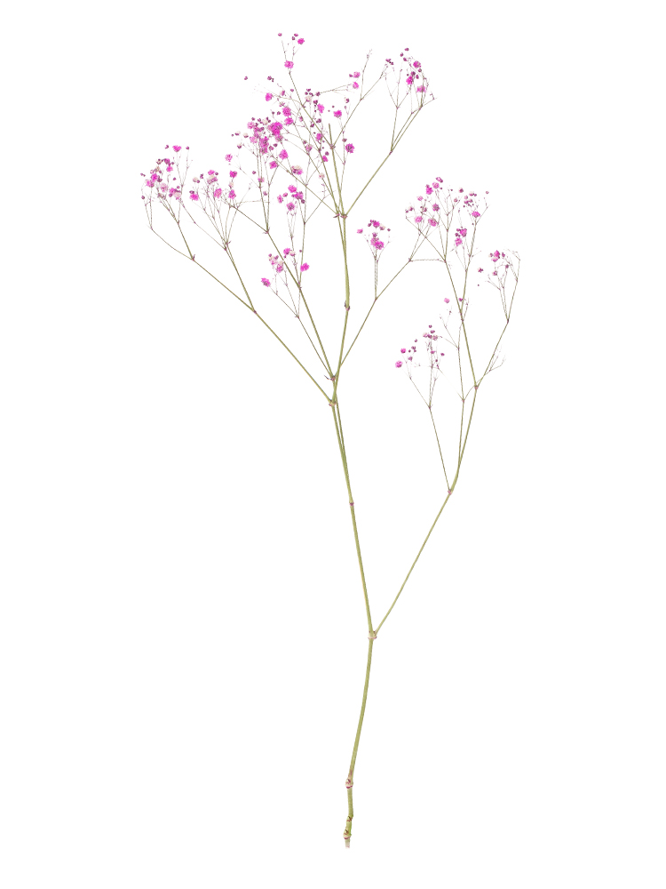 【ドライ】カスミソウ(染め)ピンク　品種おまかせ1本