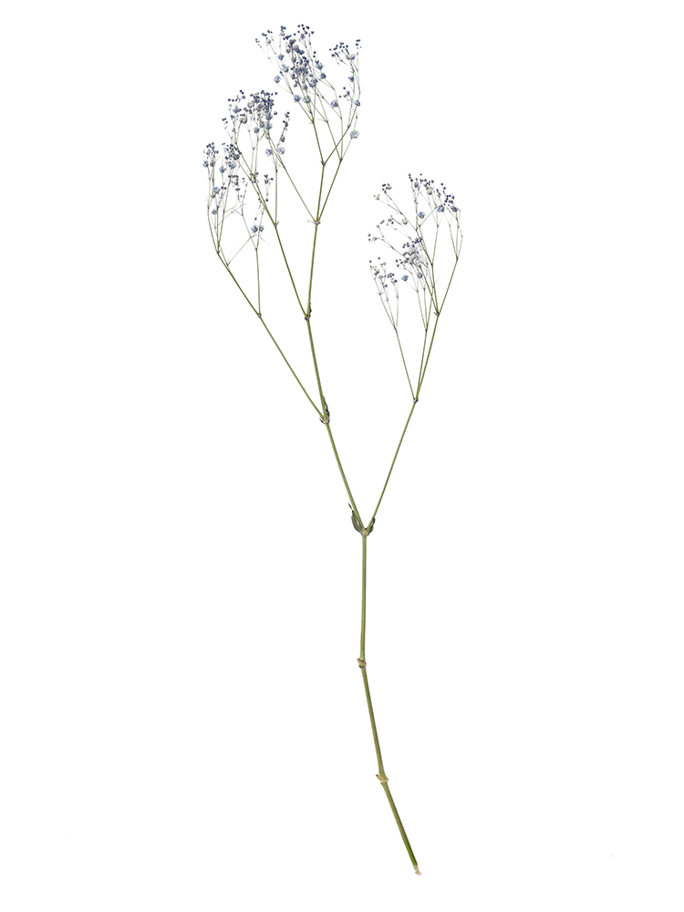 【ドライ】カスミソウ(染め)ラベンダー　品種おまかせ1本