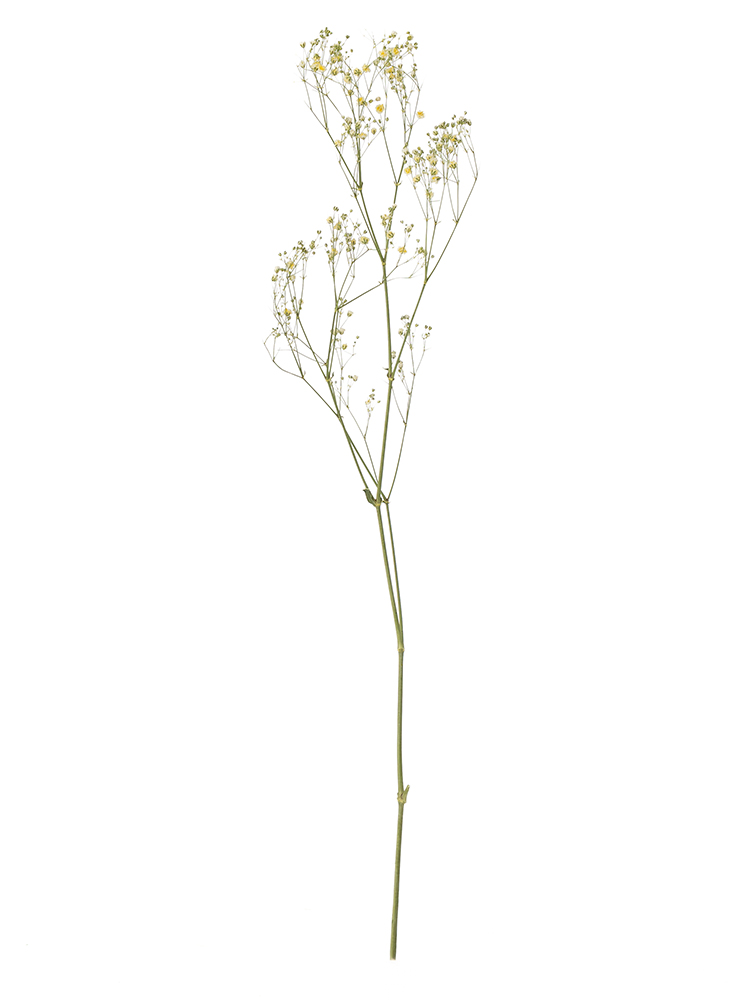 【ドライ】カスミソウ(染め)イエロー　品種おまかせ1本