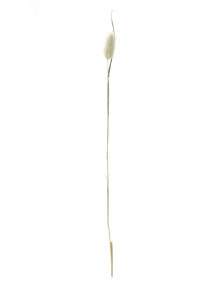 【ドライ】ラグラス　品種おまかせ(白)1本