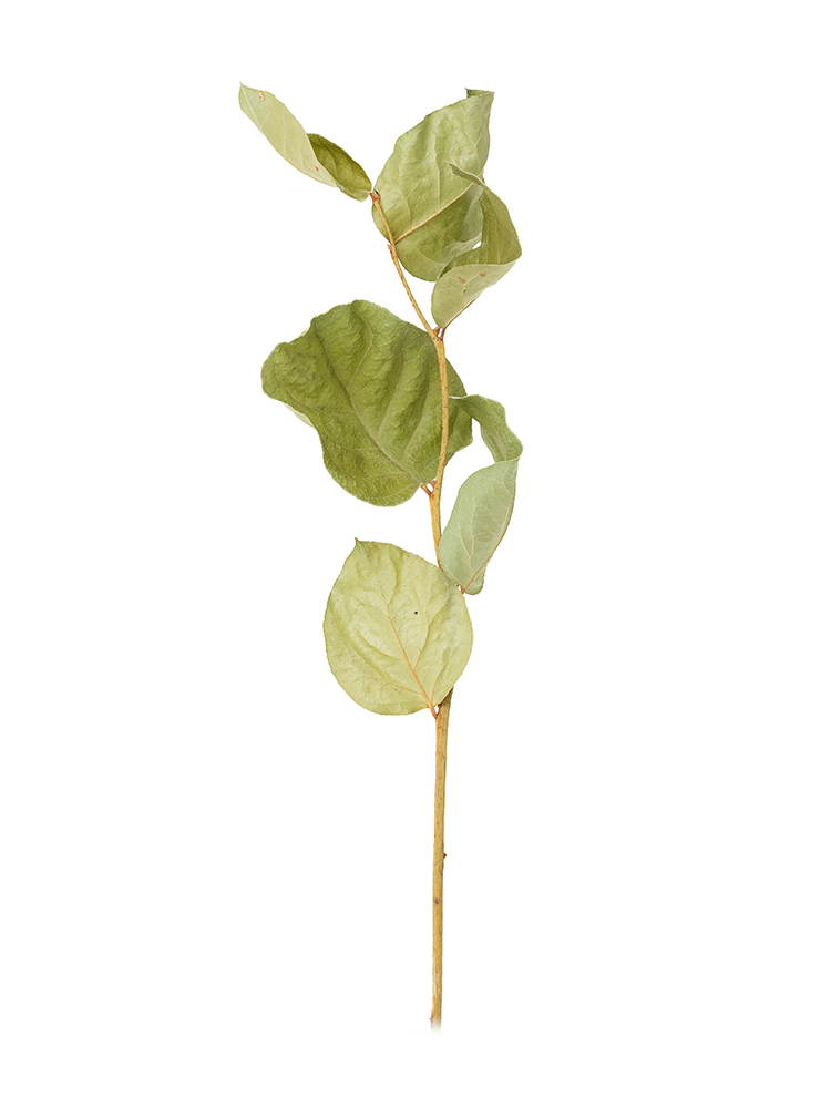 【ドライ】レモンリーフ　チップス1本