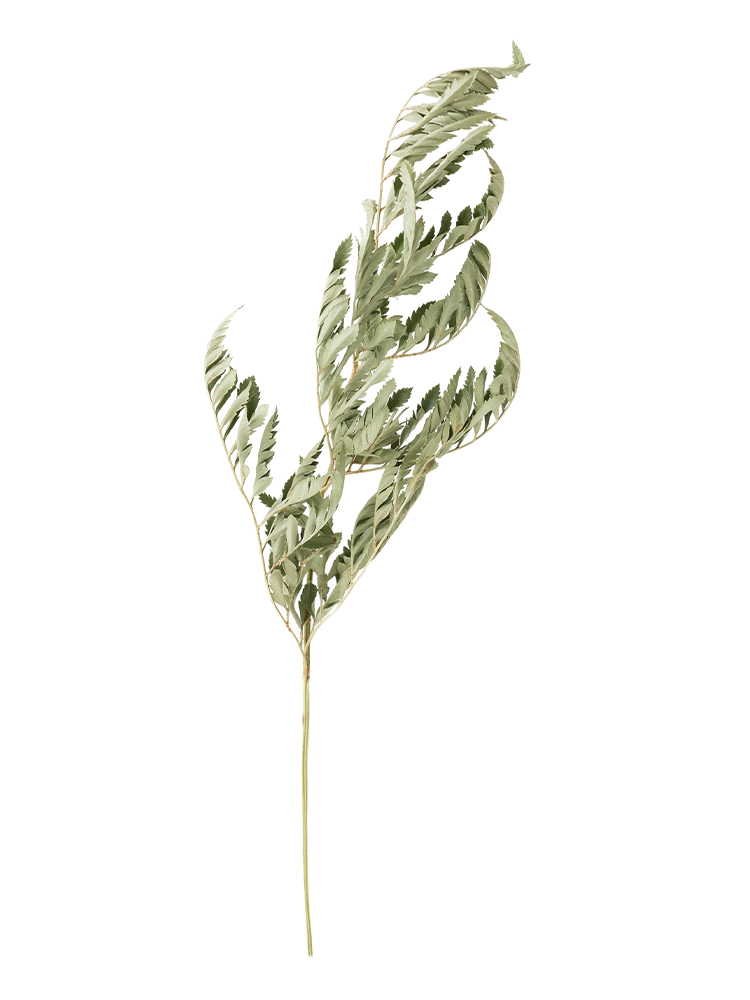 【ドライ】レザーファン(緑)　品種おまかせ1本