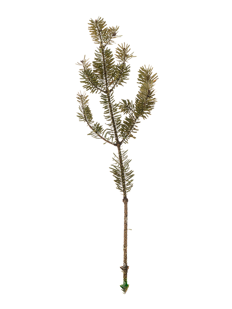 【ドライ】モミ枝1本