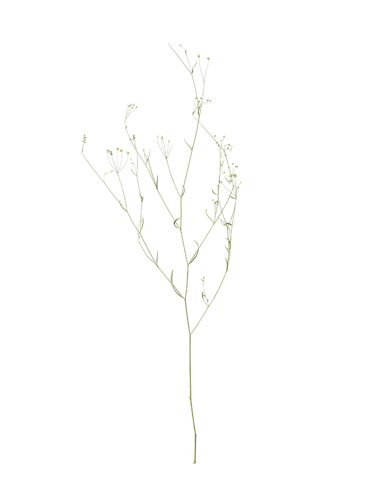 【ドライ】ミシマサイコ1本