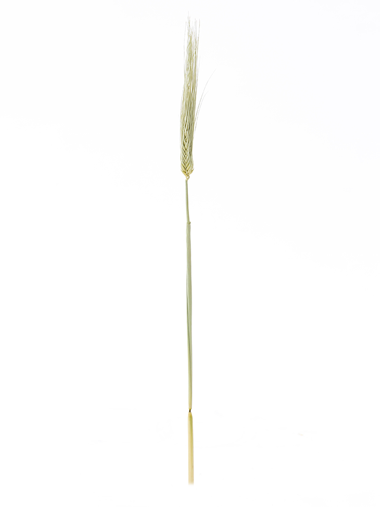 【ドライ】麦　品種おまかせ(緑)1本