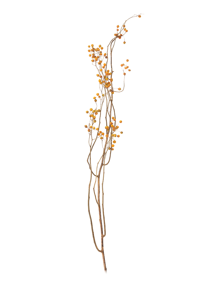 【ドライ】野ばら　品種おまかせ(オレンジ)1本