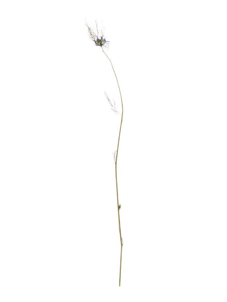 【ドライ】ニゲラ(青)　品種おまかせ1本