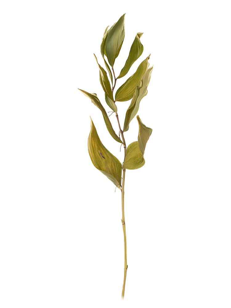 【ドライ】ナルコラン(緑) 品種おまかせ1本