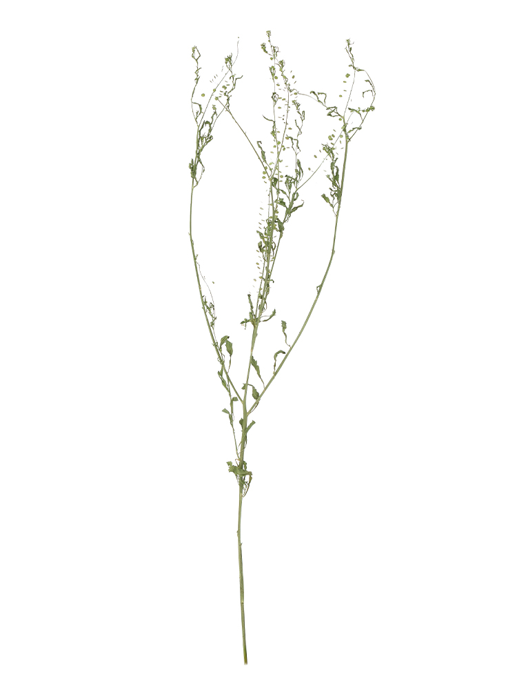 【ドライ】ナズナ　タラスピ1本