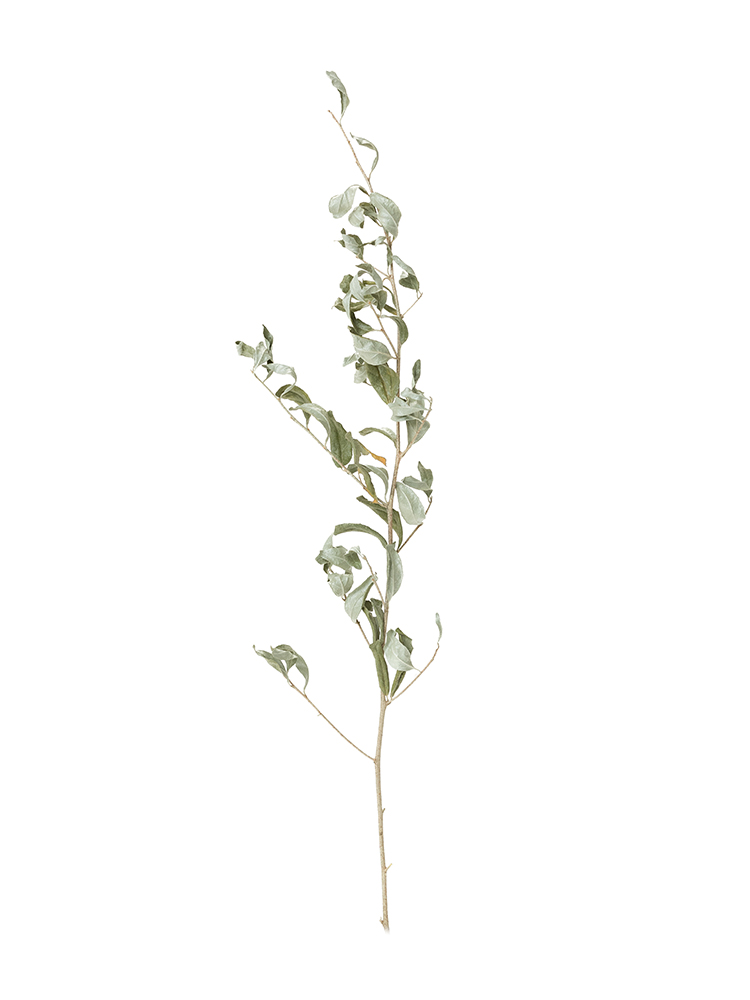 【ドライ】オリーブ　ロシアンオリーブ1本