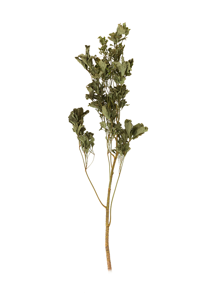 【ドライ】ポリシャス　品種おまかせ(緑)1本