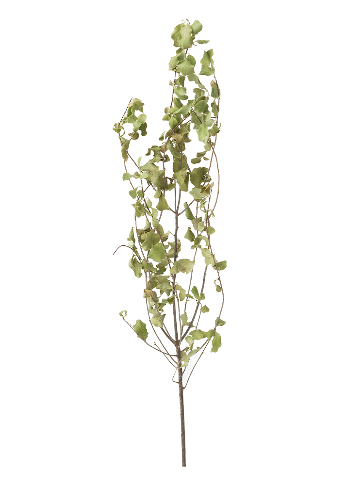 【ドライ】ピットスポラム　ピットスポラム1本