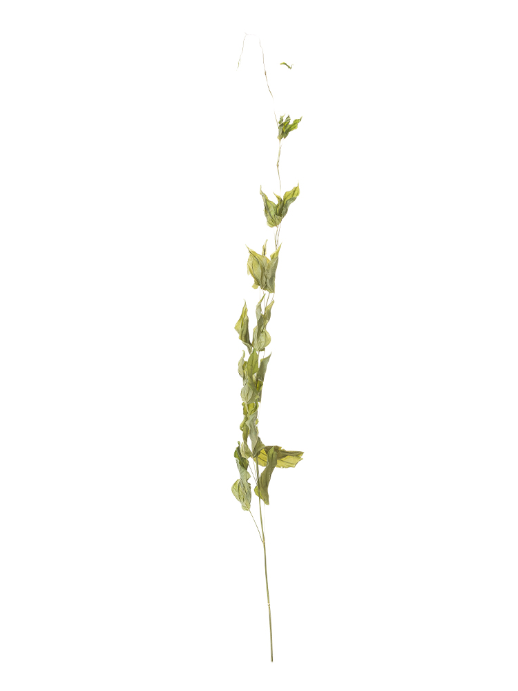 【ドライ】リキュウソウ(緑)　品種おまかせ1本