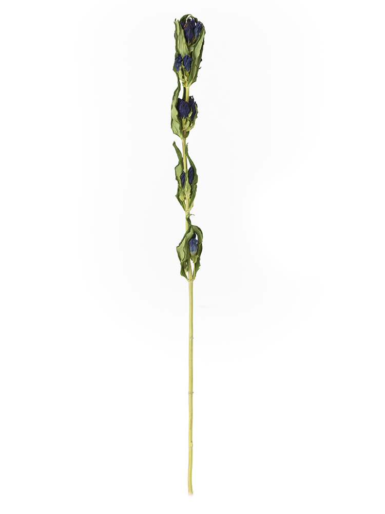 ドライ】リンドウ(紫) 品種おまかせ【60cm】｜Flower Smith