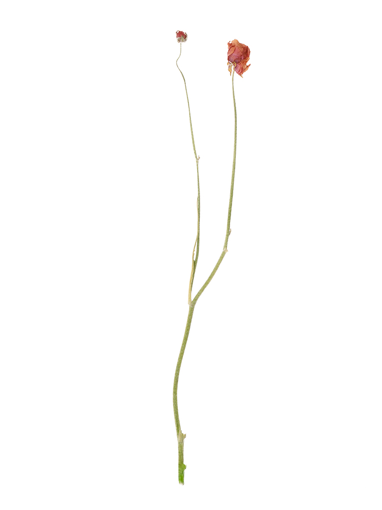 【ドライ】ラナンキュラス(赤)　品種おまかせ1本