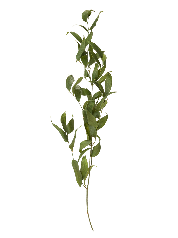 【ドライ】ルスカス イタリアンルスカス1本