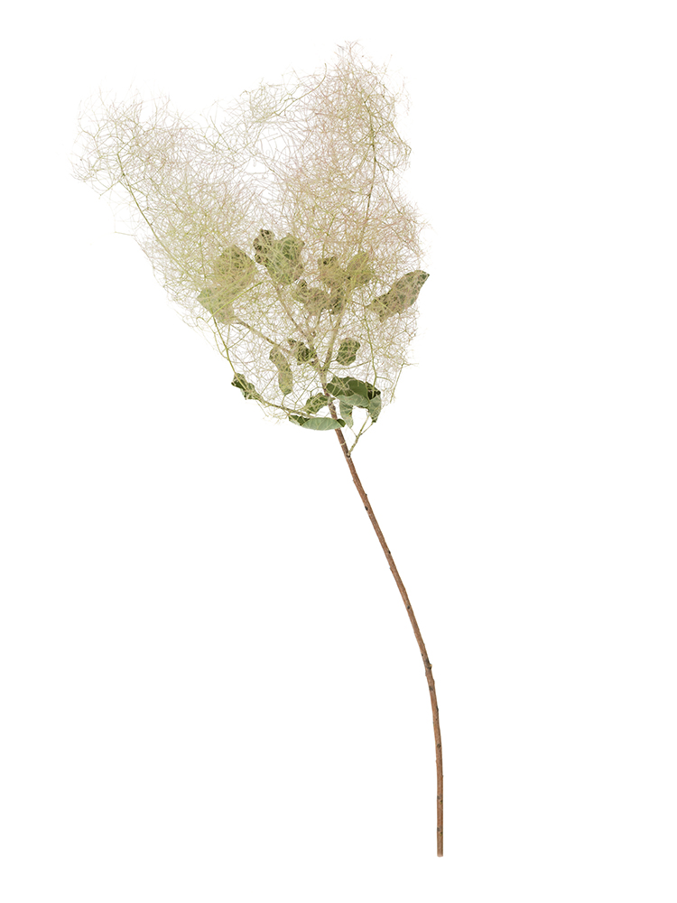 【ドライ】スモークツリー(緑)　品種おまかせ1本