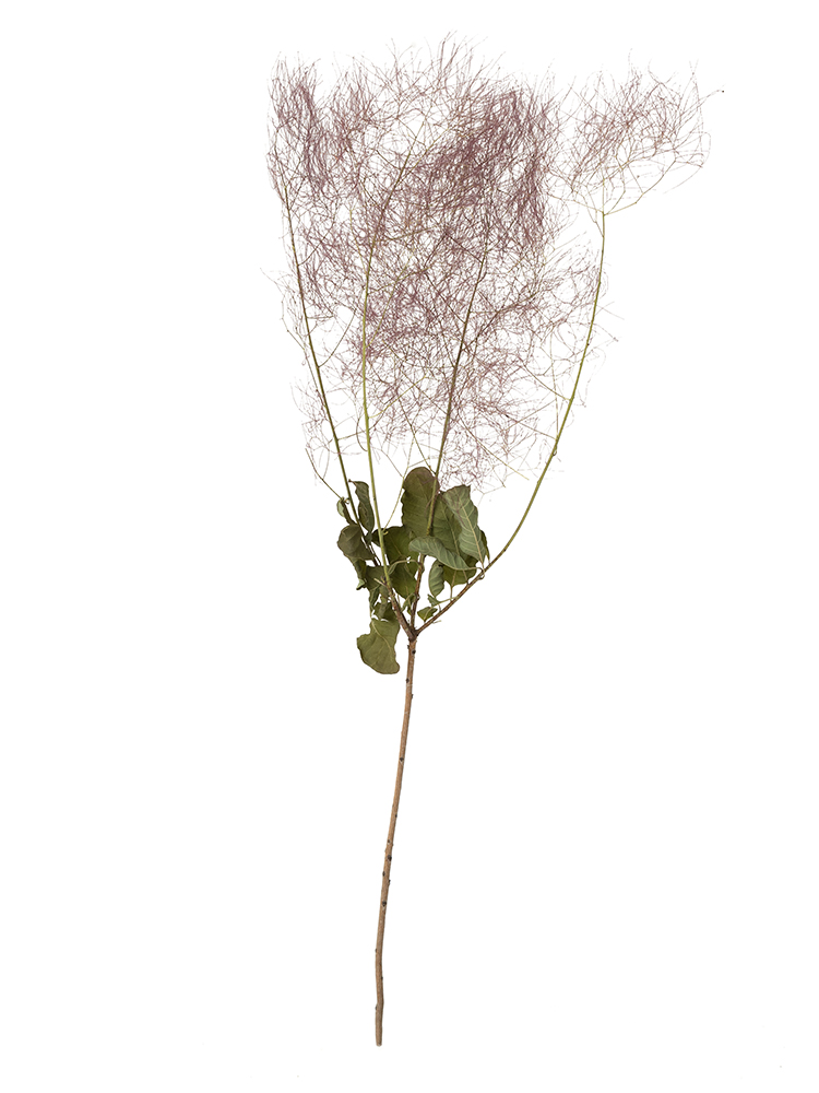 【ドライ】スモークツリー(紫)　品種おまかせ1本