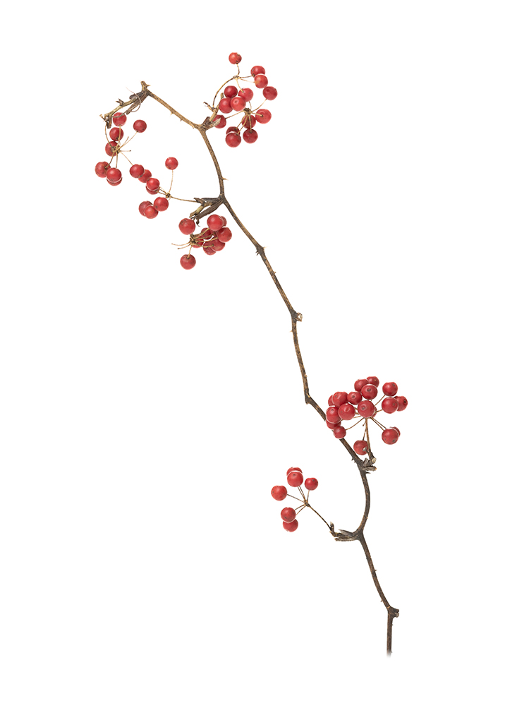 【ドライ】サンキライ　品種おまかせ(赤)1本