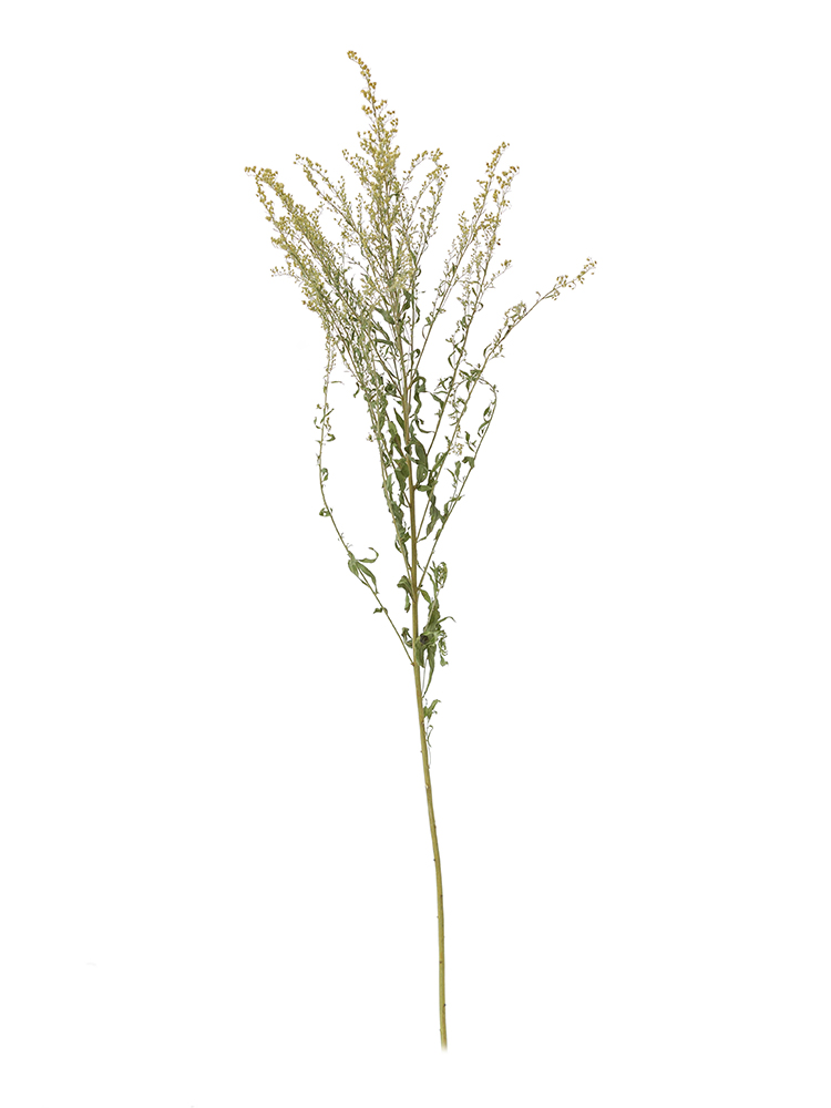 【ドライ】ソリダコ　品種おまかせ(黄色)1本