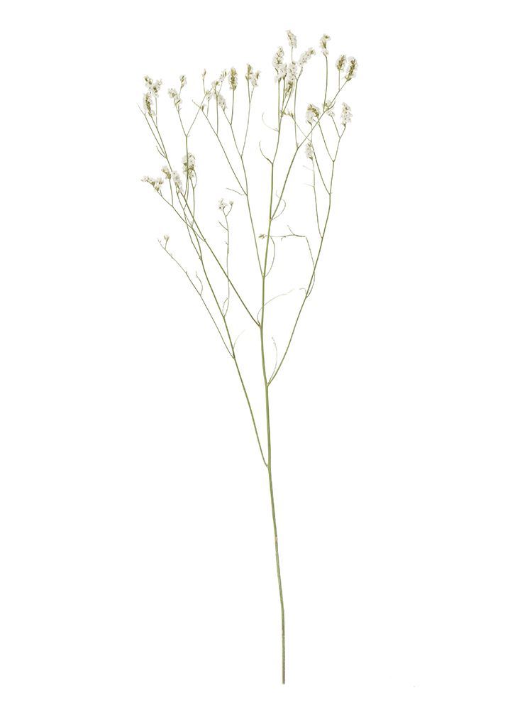 【ドライ】スターチス(ハイブリッド)(白) 品種おまかせ1本