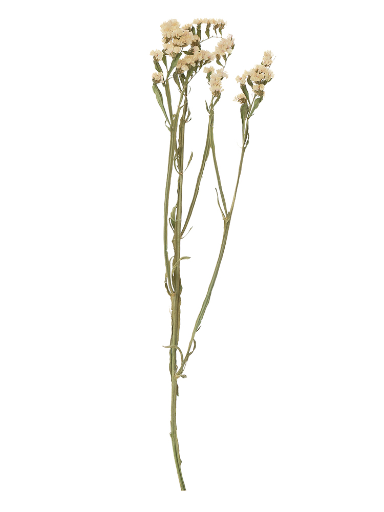 【ドライ】スターチス　アプリコットエーゼ1本