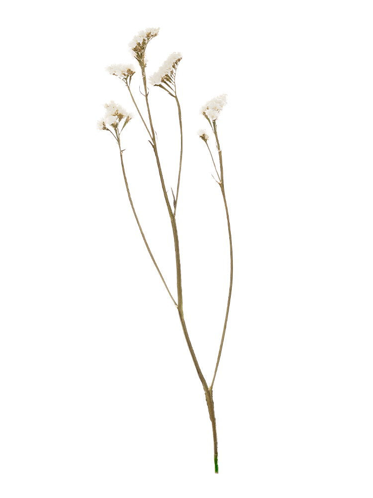 【ドライ】スターチス(白)　品種おまかせ1本