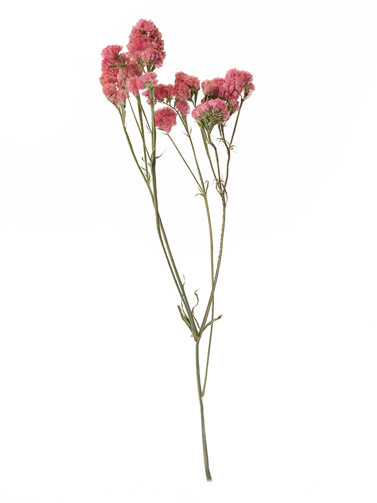 【ドライ】スターチス　大和の灯1本