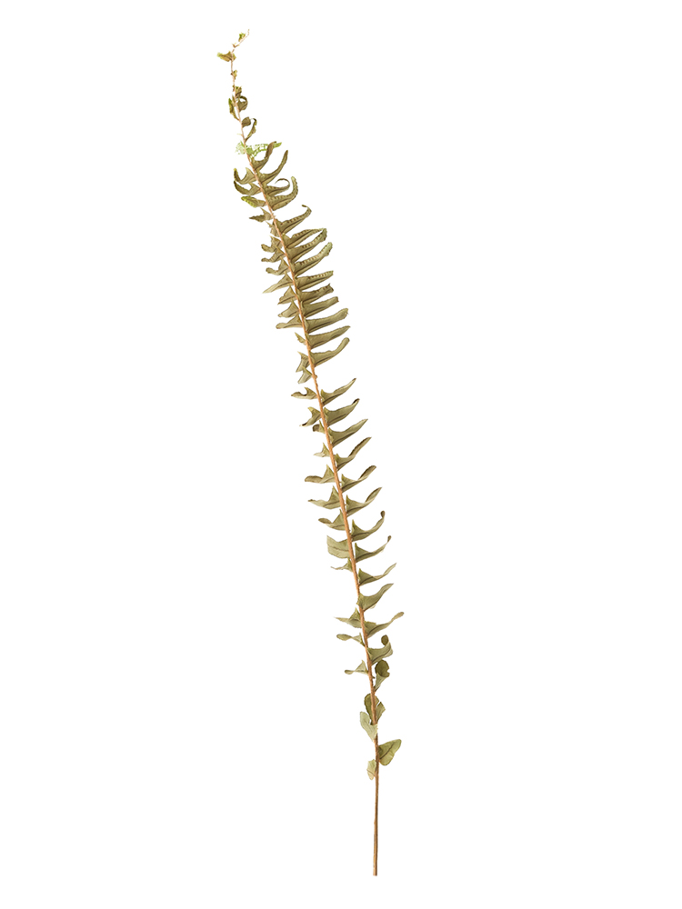 【ドライ】タマシダ(緑)　品種おまかせ1本