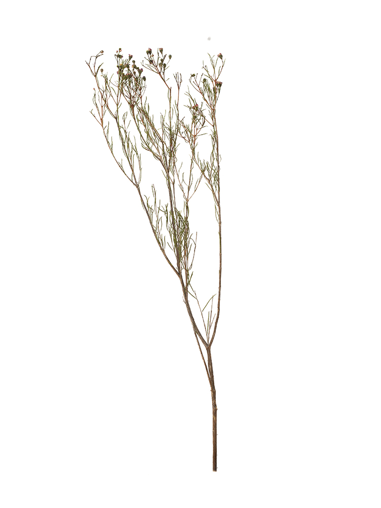 【ドライ】ワックスフラワー　ワックスピンク1本