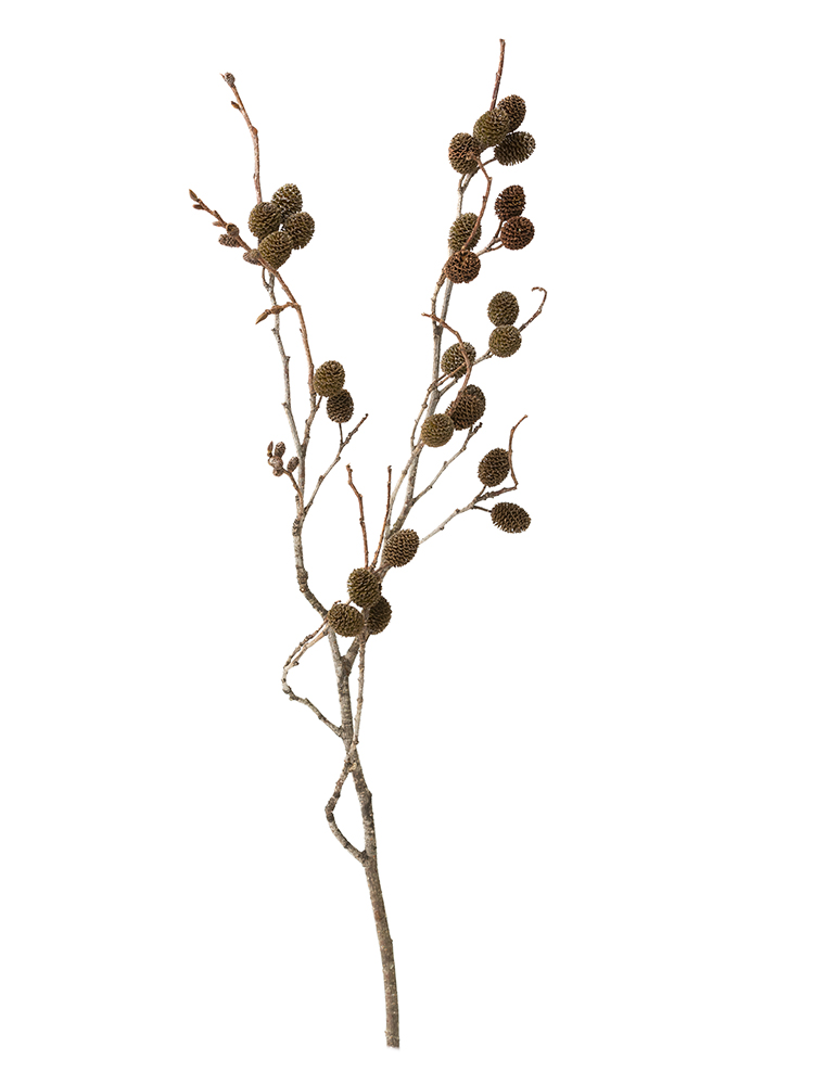 【ドライ】ヤシャ(茶)　品種おまかせ1本