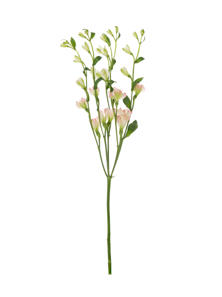 【生花】アルストロメリア(フロリンカ) ブライズメイド1本