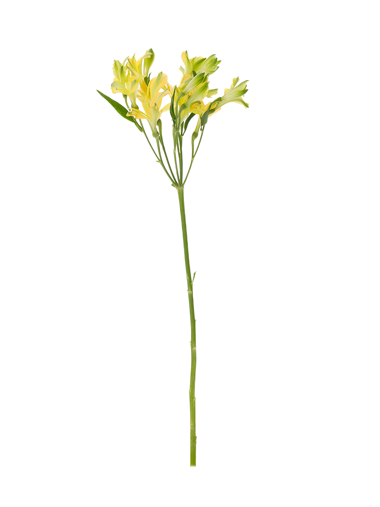 【生花】アルストロメリア(フロリンカ) ファンファーレ1本