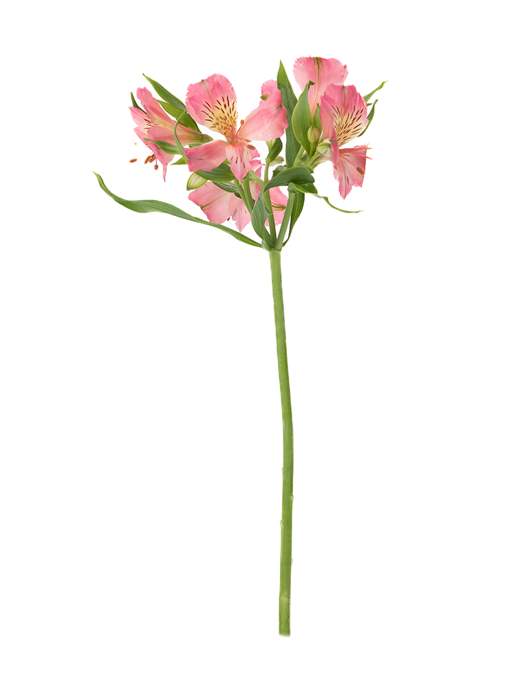 【生花】アルストロメリア 品種おまかせ(濃ピンク)1本