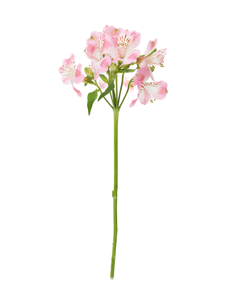 【生花】アルストロメリア 品種おまかせ(薄ピンク)1本