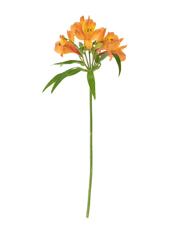 【生花】アルストロメリア 品種おまかせ(オレンジ)1本