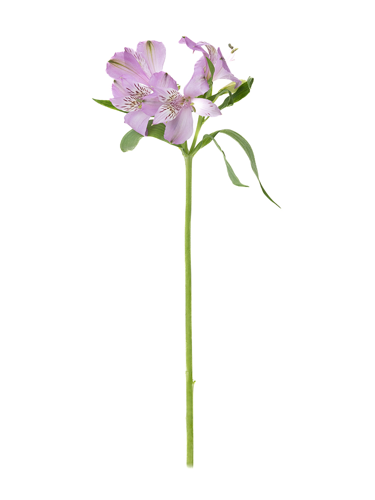 【生花】アルストロメリア 品種おまかせ(紫)1本