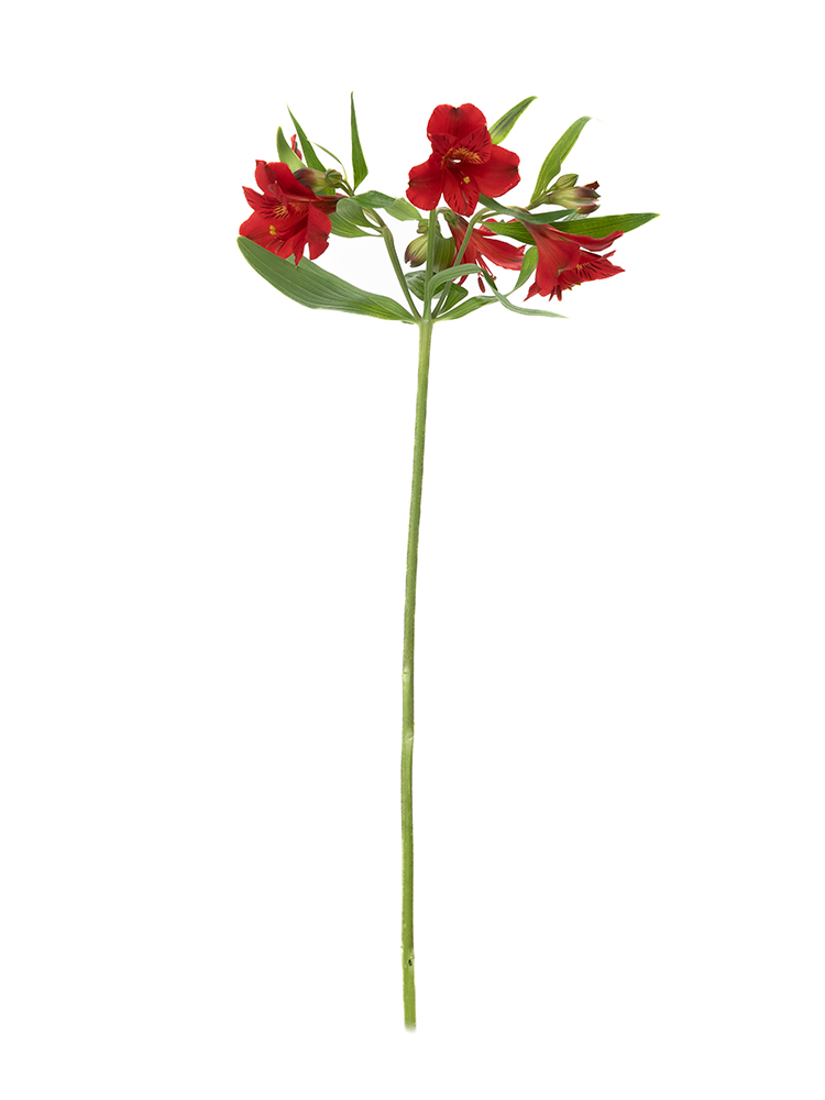 【入荷花材】アルストロメリア　品種おまかせ(赤)1本